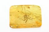 Fossil Walking Stick (Phasmatodea) In Baltic Amber - Rare Inclusion #270584-1